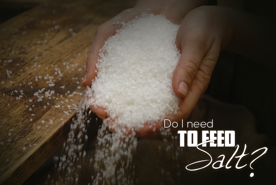 Do I Need to Feed Salt to My Cattle? Sure Champ