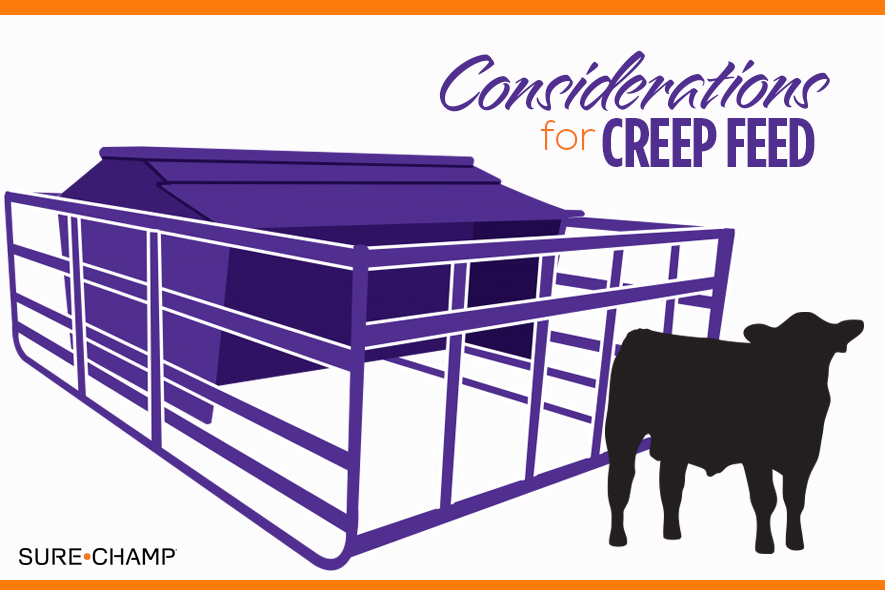 Considerations for Creep Feed Sure Champ