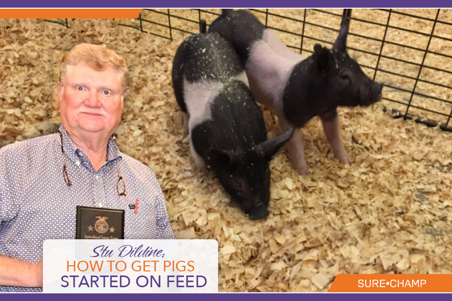 How to Get Show Pigs Started on Feed Sure Champ