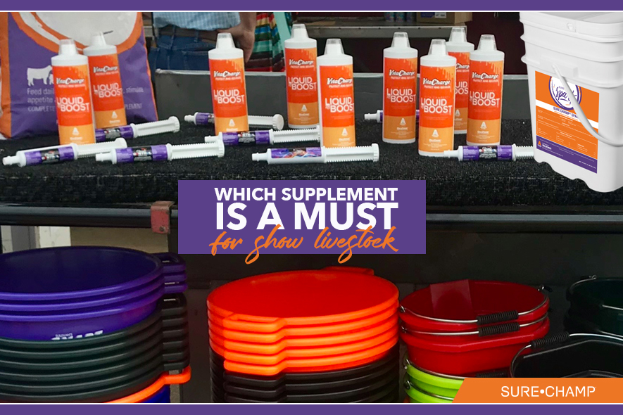 Which Supplement is a Must for Show Livestock Sure Champ