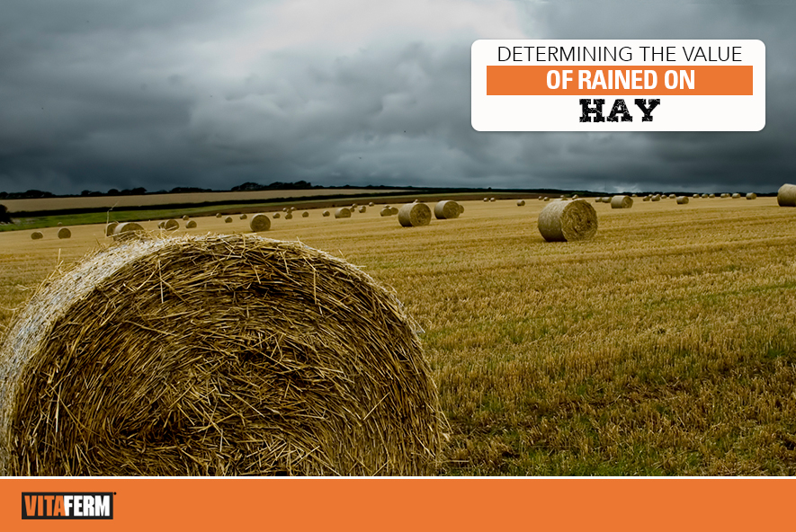 Determining The Value of Rained On Hay VitaFerm