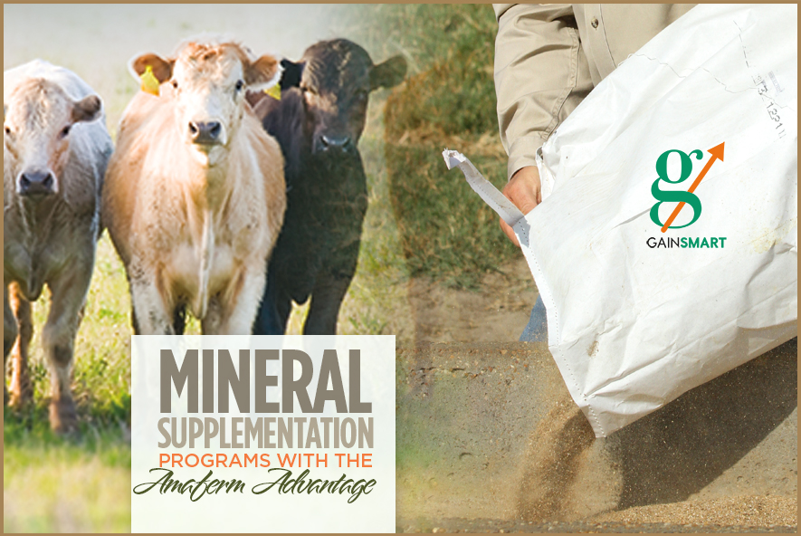 Mineral Supplementation Programs with the Amaferm Advantage VitaFerm