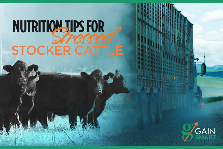 Nutrition Tips for Stressed Stocker Cattle VitaFerm