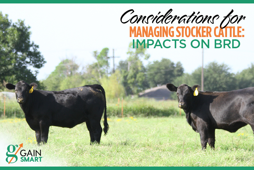 Considerations for Managing Stocker Cattle Impacts on BRD VitaFerm