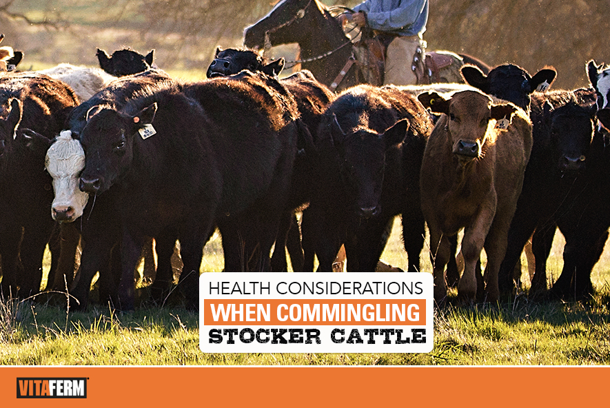 Health Considerations When Commingling Stocker Cattle VitaFerm