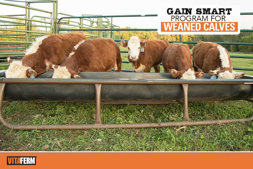 Gain Smart Program for Weaned Calves VitaFerm