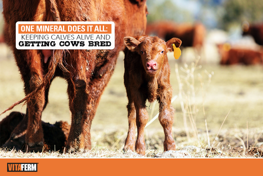 One Mineral Does It All Keeping Calves Alive and Getting Cows Bred