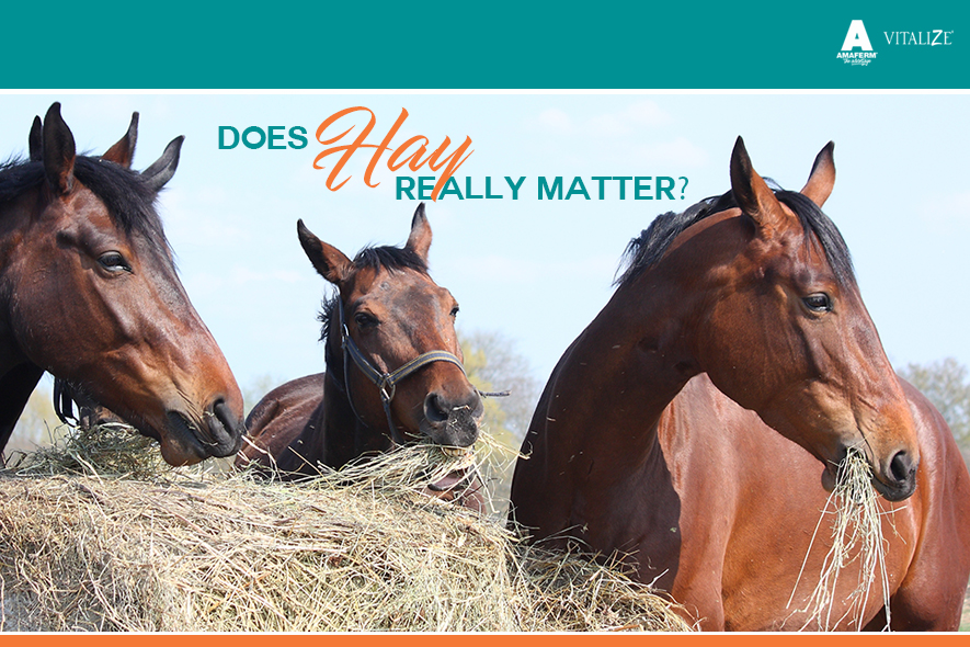 does-hay-really-matter-vitalize