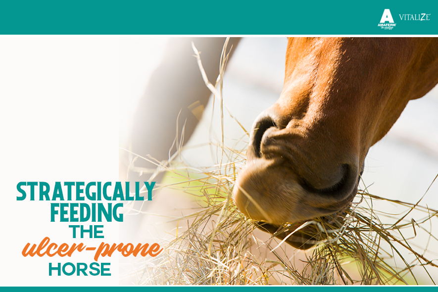 Strategically Feeding the UlcerProne Horse Vitalize