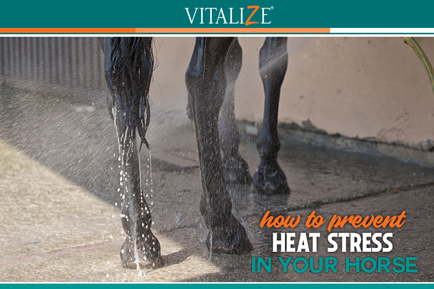 How to Prevent Excessive Heat Stress in Your Horse Vitalize