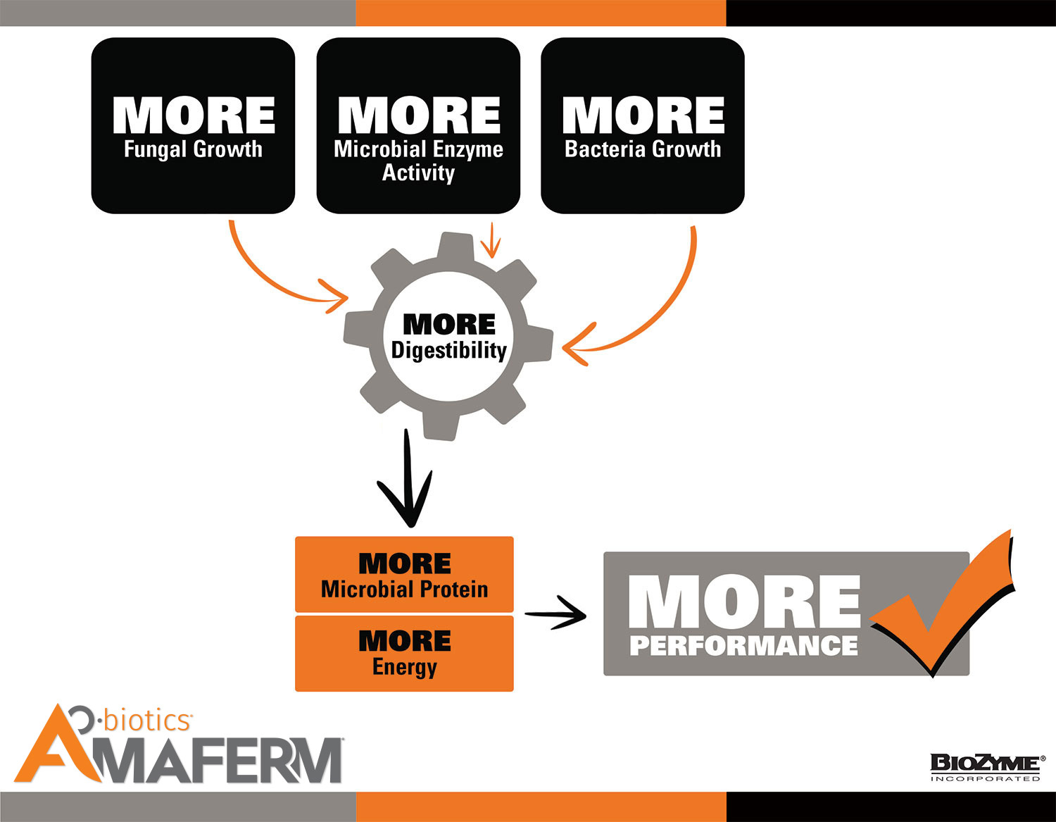 Amaferm Mode of Action