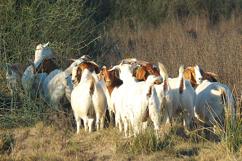 Group of Goats