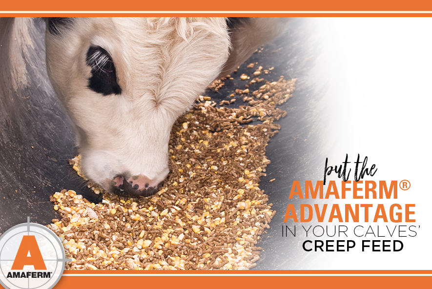 Creep Feed BioZyme Additive