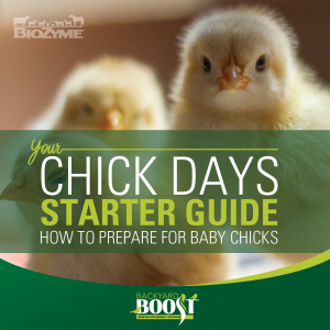 how to prepare for chick days