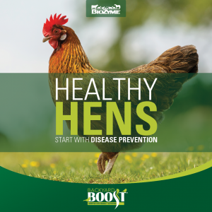 healthy hens