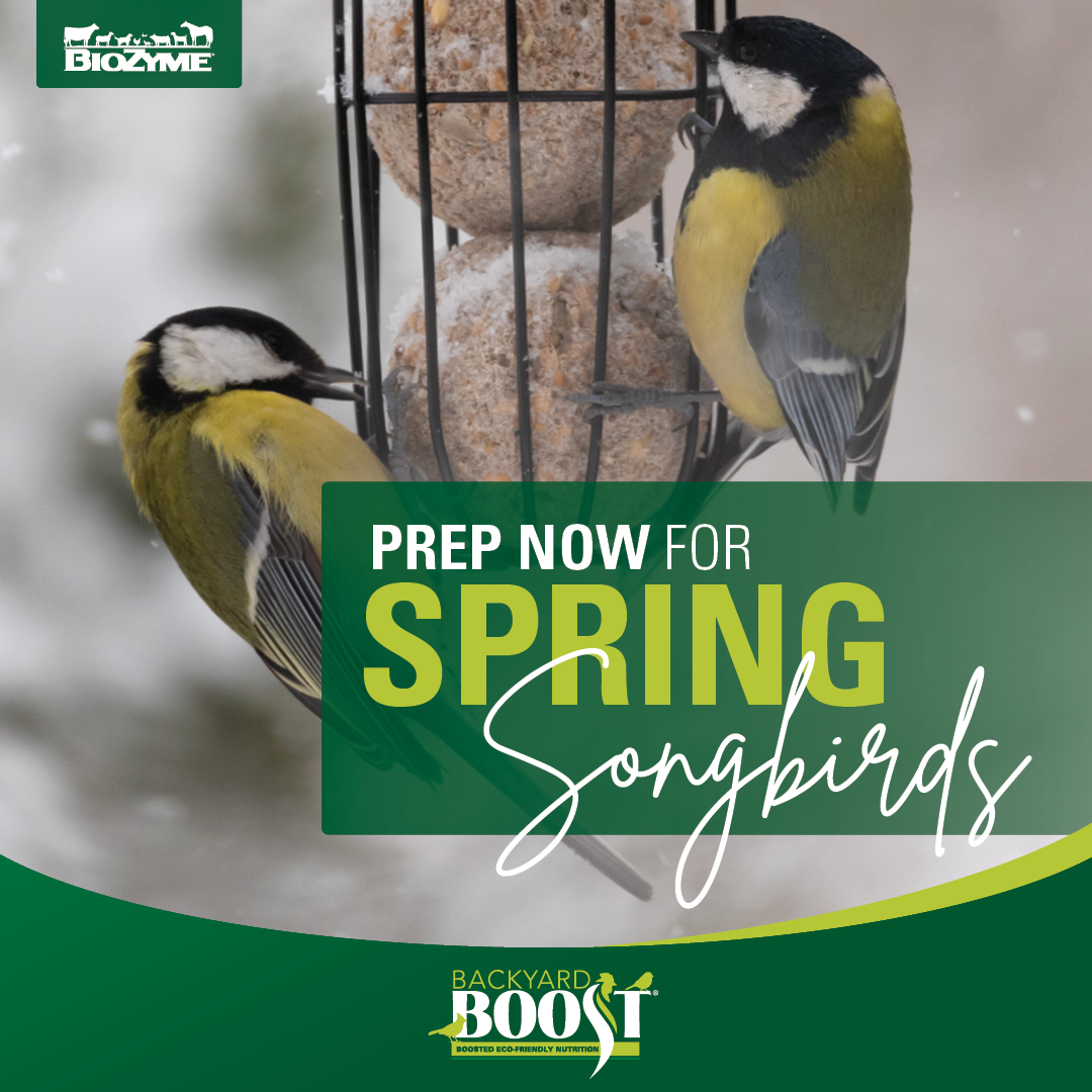 Start Prepping for the Return of Spring Songbirds - Backyard Boost