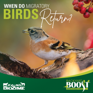 when do migratory birds return?