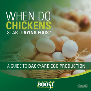 when do chickens start laying eggs?