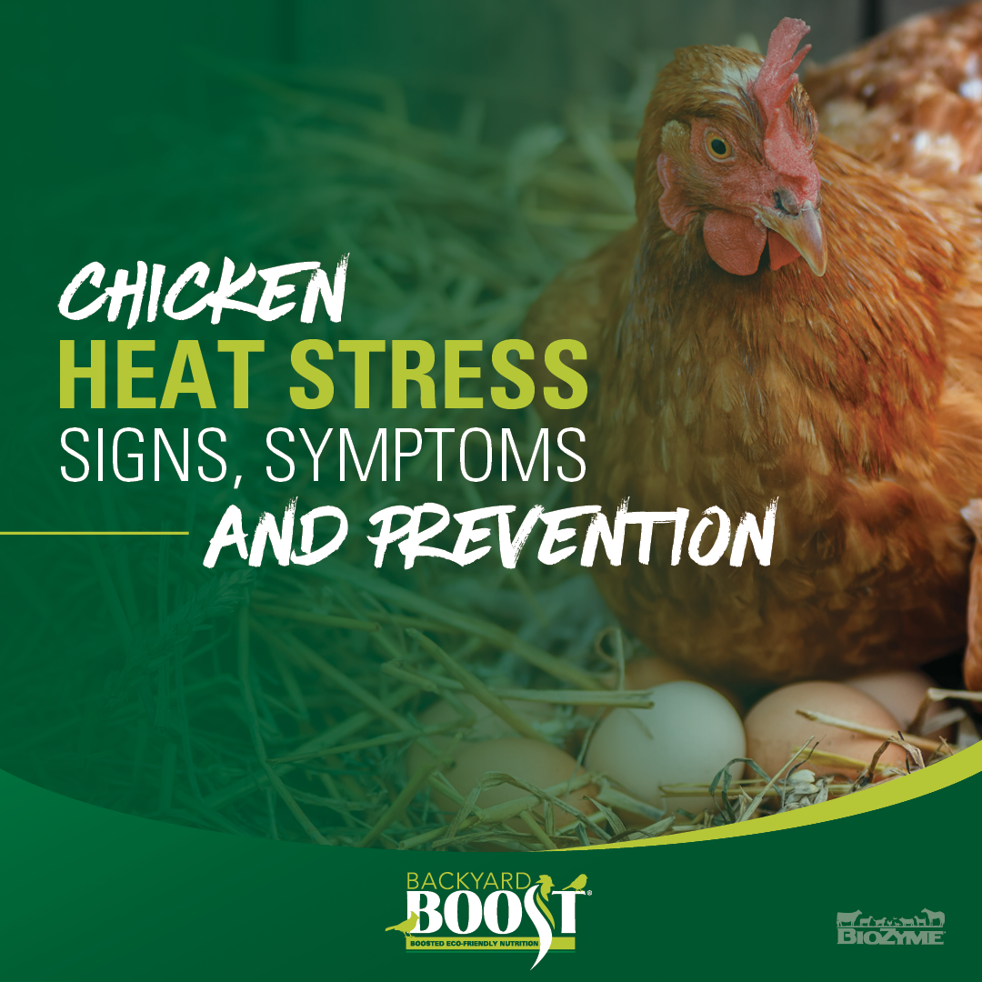 Chicken Heat Stress Signs, Symptoms and Prevention - Backyard Boost