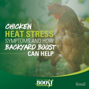 chicken heat stress symptoms