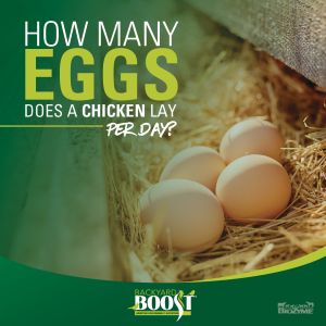 How Many Eggs Does a Chicken Lay a Day