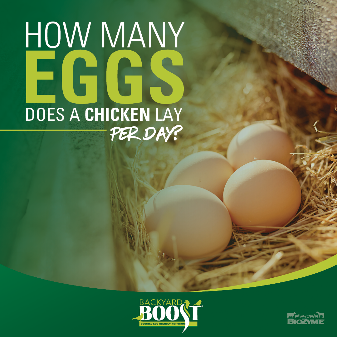 how-many-eggs-does-a-chicken-lay-a-day-backyard-boost