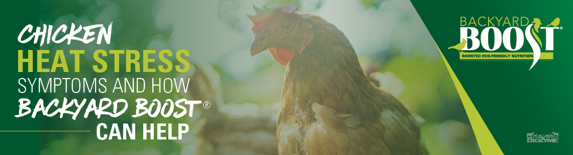 chicken heat stress symptoms