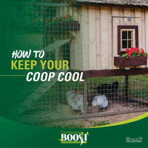how to keep your coop cool