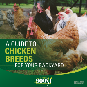 backyard boost guide to chicken breeds