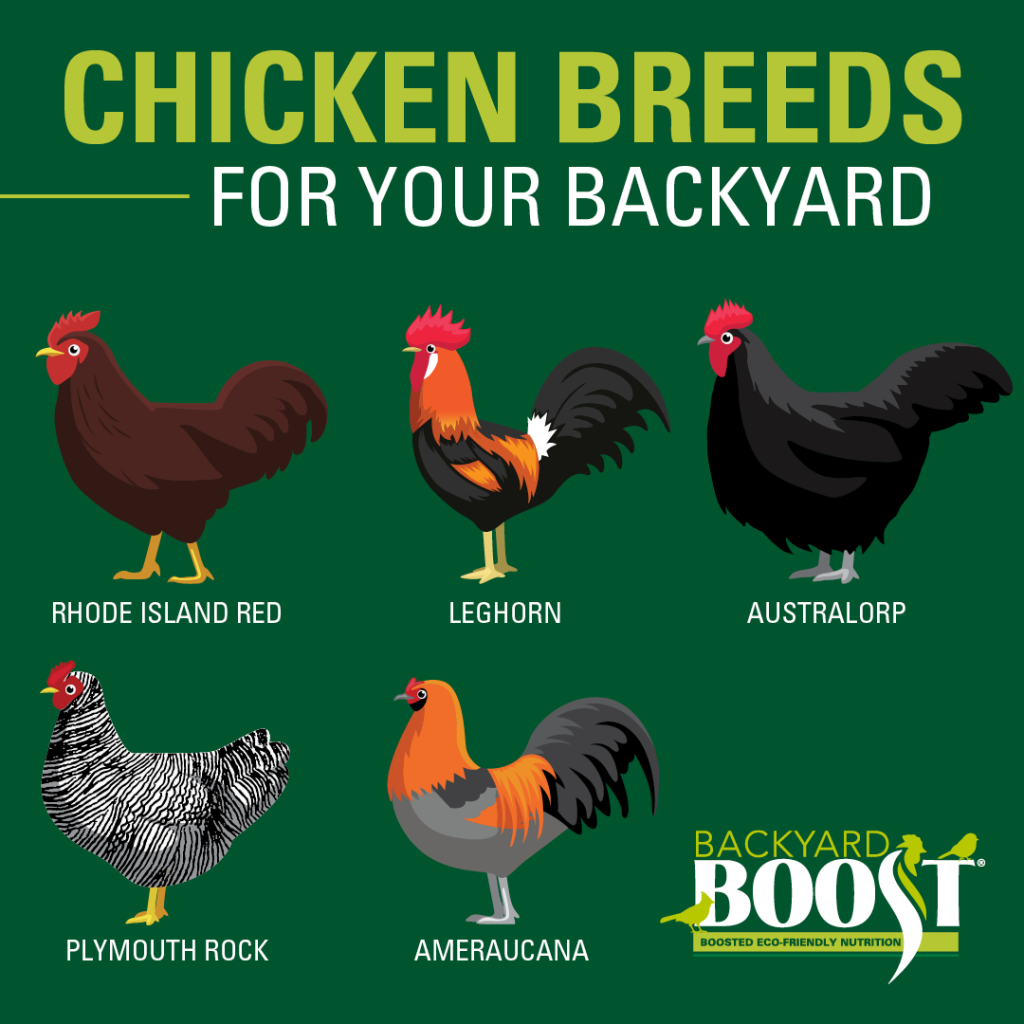 chicken breeds