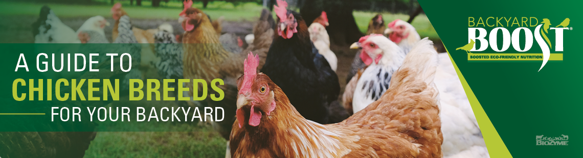 chicken breeds