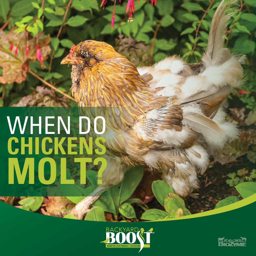 When do Chickens Molt? - Backyard Boost