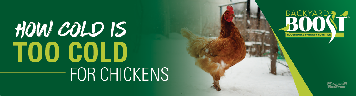 how cold is too cold for chickens?