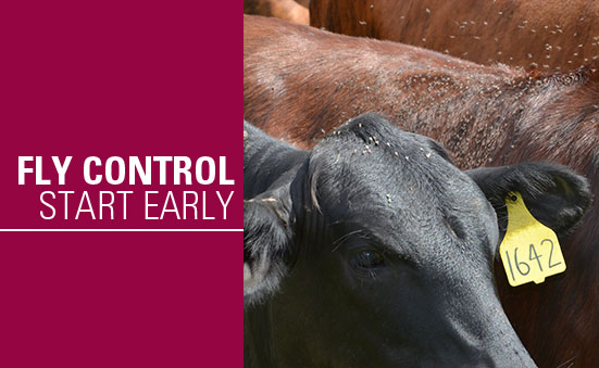 Fly Control – Start Early