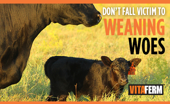 Don’t Fall Victim to Weaning Woes