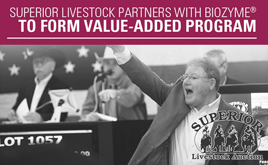 Superior Livestock Partners with BioZyme to Form Value-Added Program