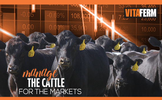 Manage the Cattle for the Markets
