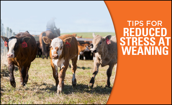Tips for Reduced Stress at Weaning