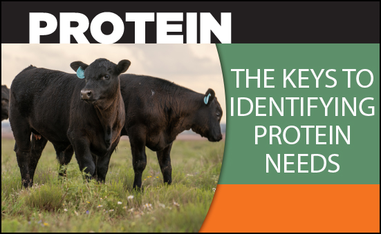Protein: The Keys to Identifying Protein Needs