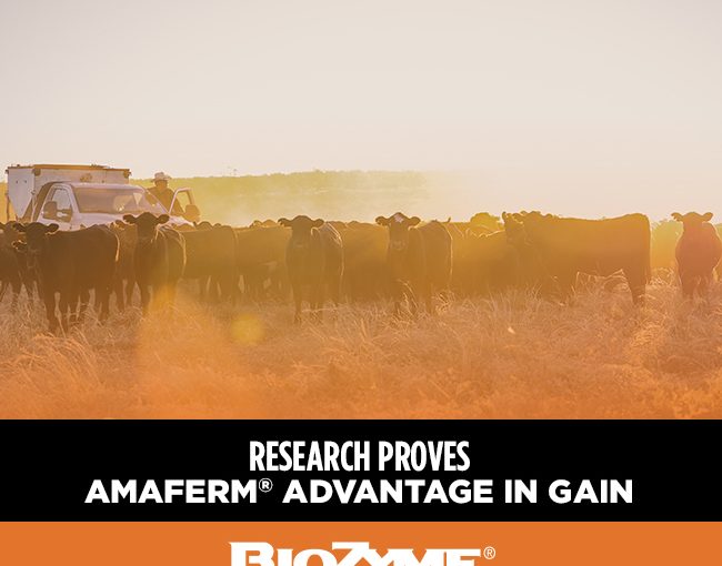 How To Put Weight on Calves: Research Proves Amaferm® Advantage