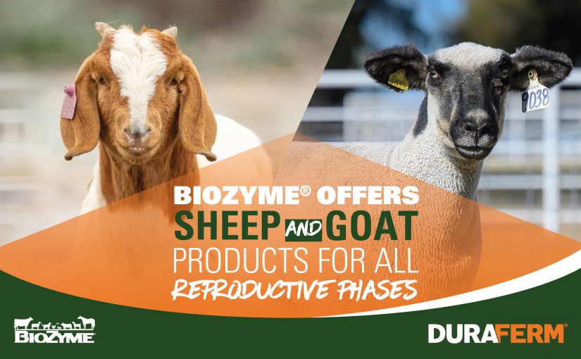 BioZyme® Offers Sheep and Goat Products for All Reproductive Phases 