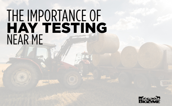 The Importance of Hay Testing Near Me