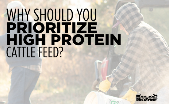 Why Should you Prioritize High Protein Cattle Feed?