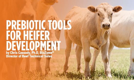 Prebiotic Tools for Heifer Development