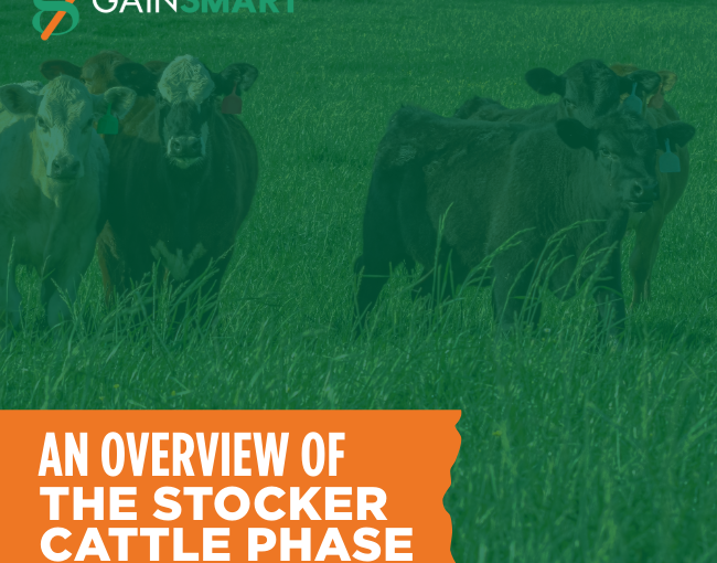 An Overview of the Stocker Cattle Phase 