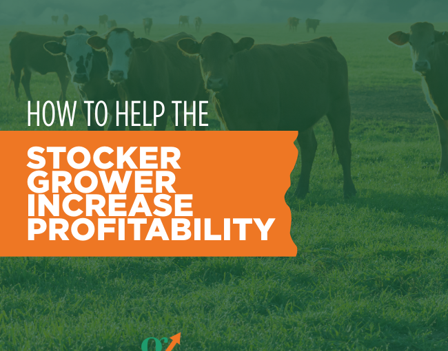 How to Help the Stocker Grower Increase Profitability  