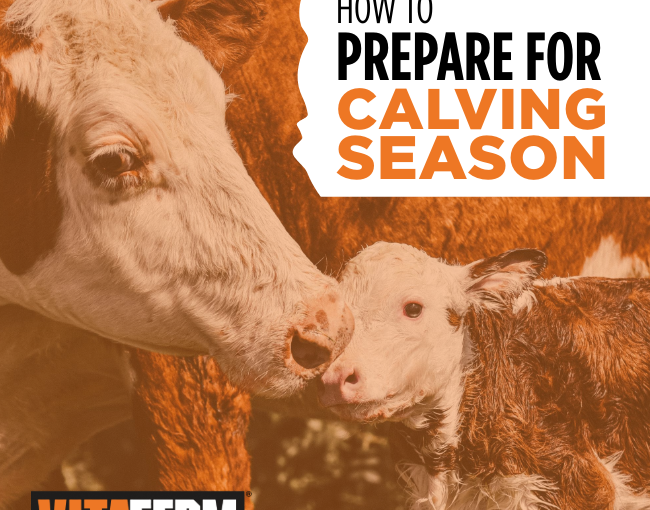 How to Prepare for Calving Season 