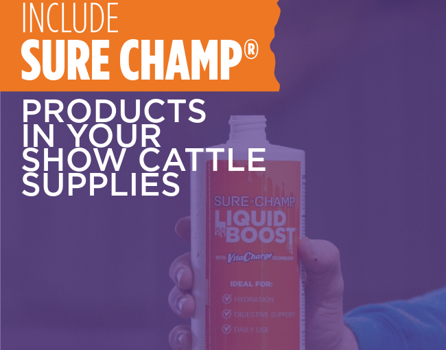 Include Sure Champ® Products in your Show Cattle Supplies 