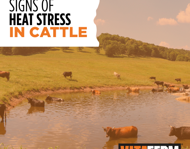 Signs of Heat Stress in Cattle 
