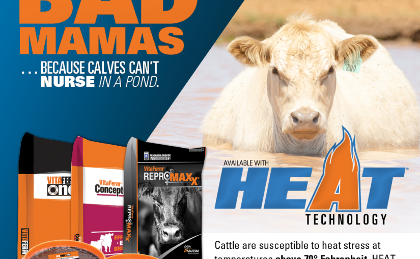 Hot Cows Make Bad Mamas